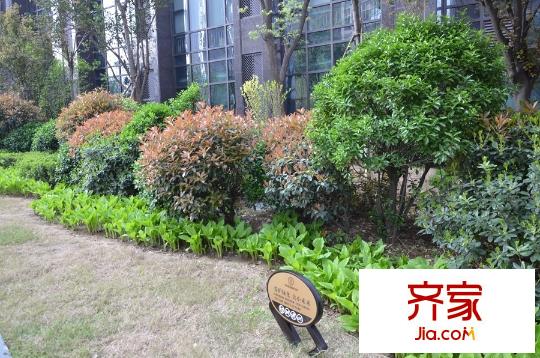 卡布奇諾國際社區(qū)社區(qū)實(shí)景園林（2015.4.15）