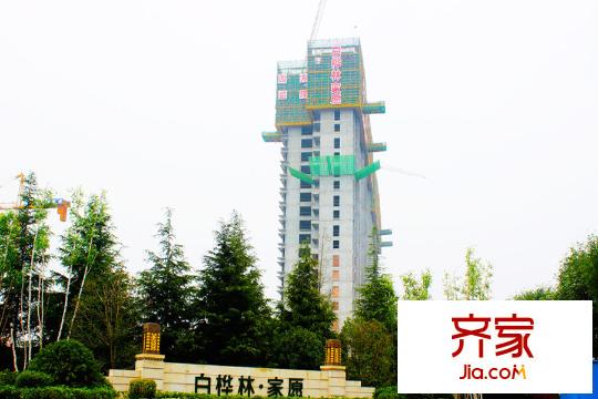白樺林?家愿