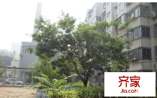 國稅局家屬院外景圖 