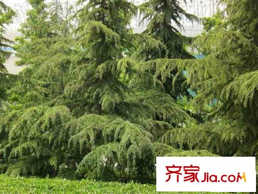 城市星鉆配套圖周邊 綠化