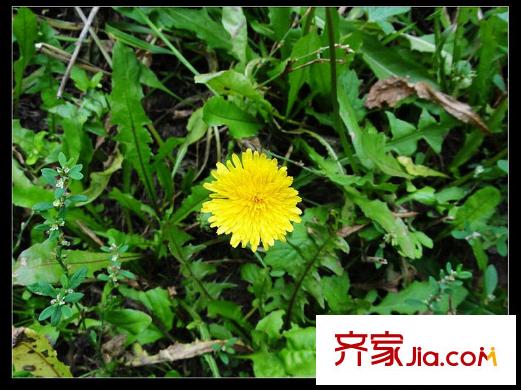 安德魯西亞周邊森林公園