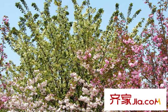 珠江帝景山莊周邊櫻花廣場