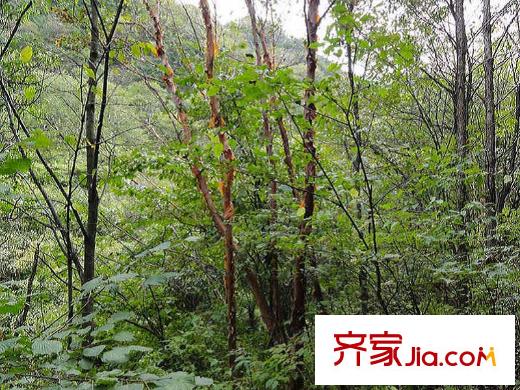達觀天下周邊森林公園