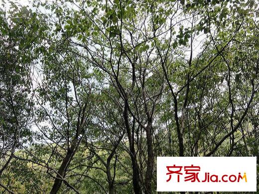 達(dá)觀天下周邊森林公園