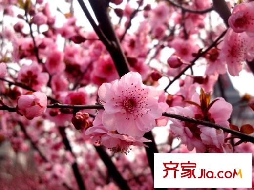景麗華庭配套圖附近超山風(fēng)景區(qū)內(nèi)的梅花