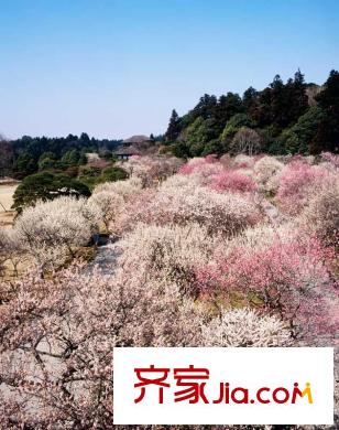 景麗華庭配套圖附近超山風景區(qū)