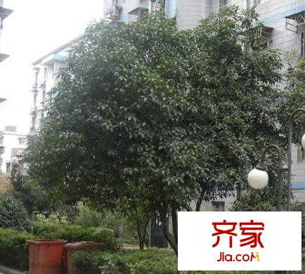 天都花園
