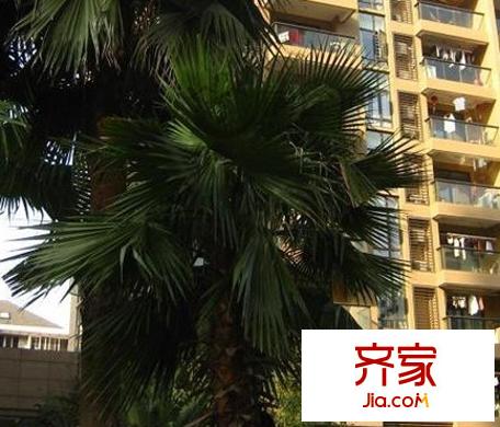 南肖埠御景苑外景圖