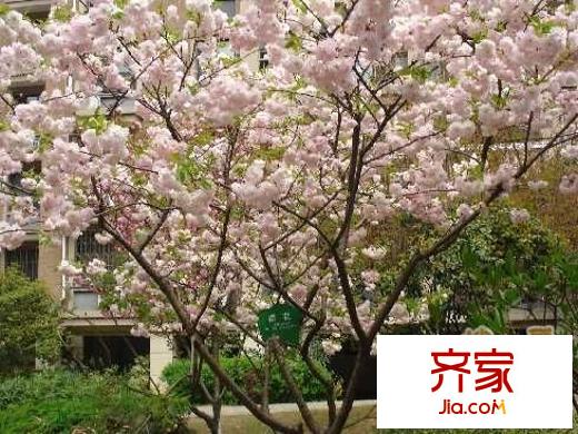華盛星洲翠谷外景圖 