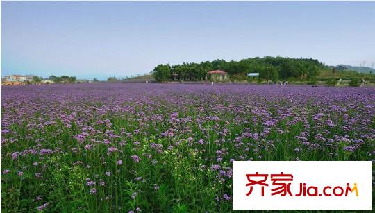 百家樂西園周邊景色