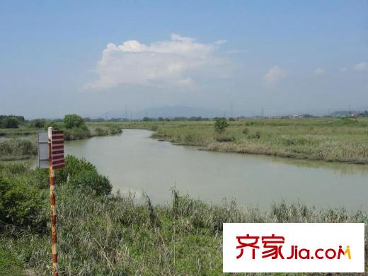 南北樂章苕溪蘆葦實(shí)景（2012年8月）