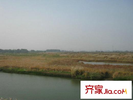 美好桂花溪園附近苕溪河蘆葦實(shí)景（2012.11）