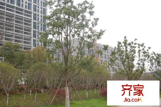 西溪泊岸工程進(jìn)度實(shí)景（2015.3）