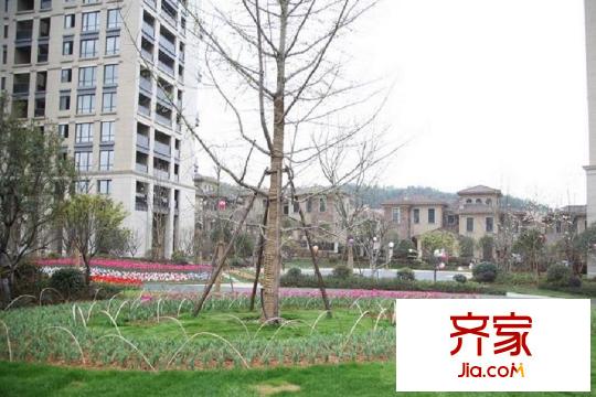 新湖果嶺草坪（2015-10-13）