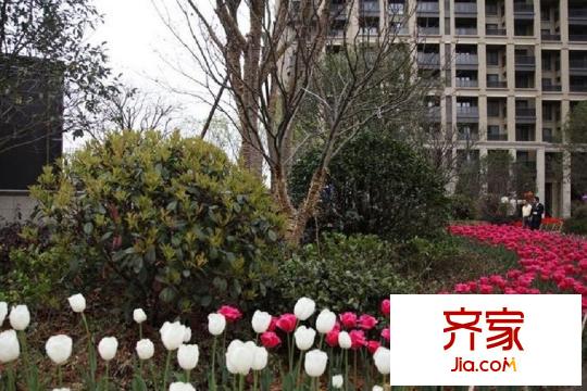新湖果嶺綠化（2015-10-13）