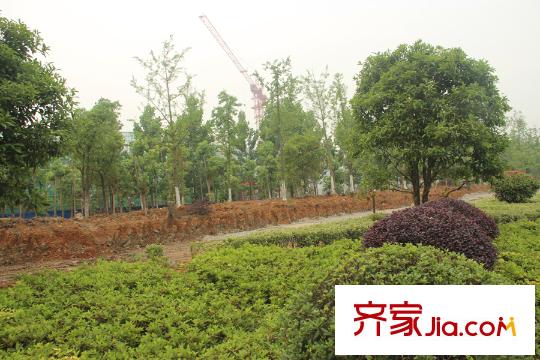 富力西溪悅居溪區(qū)沿街綠化