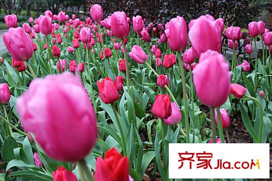 理想康城一品零距離的水景公園