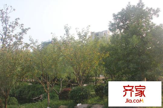 聯(lián)合畔上居綠化實景（2015-8-19）