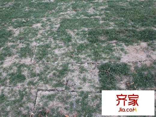 景瑞榮御藍(lán)灣二期小區(qū)綠化（2014.2.18）