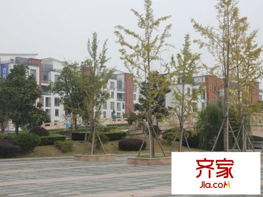 泰州華僑城純水岸綠化（2013-11-20）