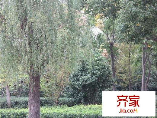 泰州華僑城純水岸綠化（2013-11-20）
