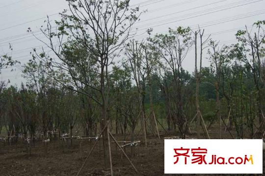 林湖世家林湖公園（項(xiàng)目北20米處）