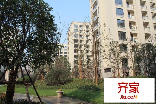 鉑金府邸一期綠化實(shí)景（2015.12.29）