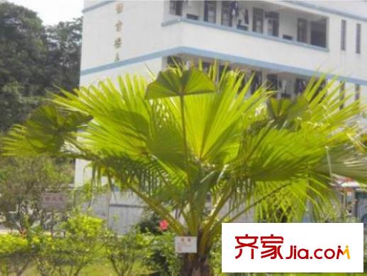 福田山水華章福田中學(xué)園林
