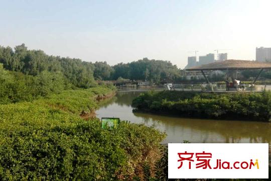 泰達(dá)紅樹(shù)灣周邊中興南路紅樹(shù)林公園一角