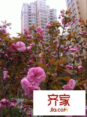 龍翔?中央公館外景圖