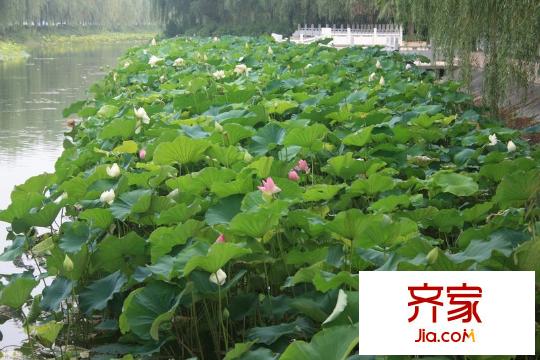 景鴻?東湖翡翠實(shí)景圖
