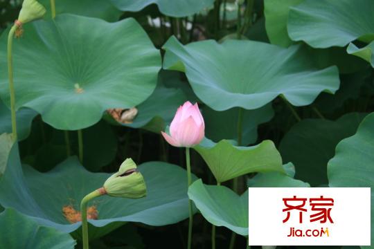 景鴻?東湖翡翠實景圖