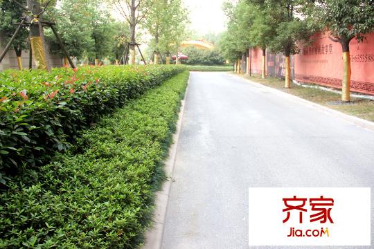 原樹提香小區(qū)道路（2015.9.22）
