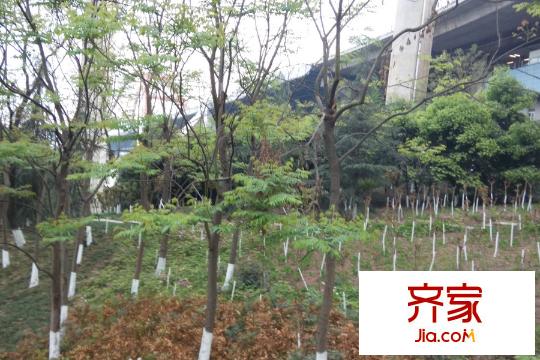 誠投天鄰水岸小區(qū)綠化（2015.3）