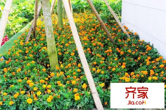 廣物?濱海國(guó)際售樓部綠化（2015.09）