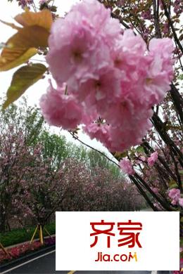 中國鐵建山語城小區(qū)道路實景（2014-6）