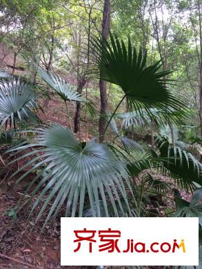 力帆紅星國(guó)際廣場(chǎng)紫檀莊園周邊照母山森林公園
