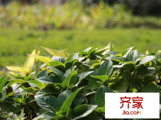銀翔城小區(qū)綠化（2013.11.25）