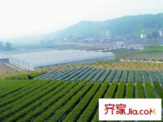 澤京Ta時代項(xiàng)目周邊果苗基地