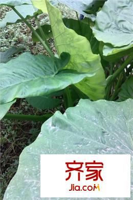 象嶼兩江公元小區(qū)綠化