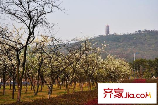 世茂茂悅府高層周邊照母山森林公園