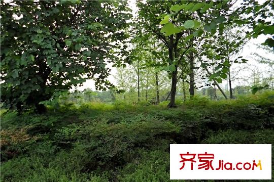金茂國際生態(tài)新城周邊中央公園