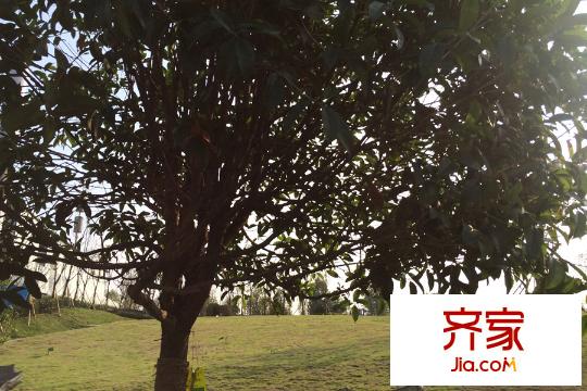鵬潤(rùn)悅秀上東售樓部綠化實(shí)景（2015-9）