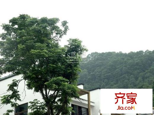 小泉森林海外景圖 