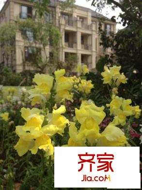 復(fù)地花嶼城小區(qū)植被實景（2013-5）