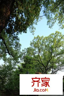 保利小泉別墅實景圖社區(qū)園林實景（2012.4）