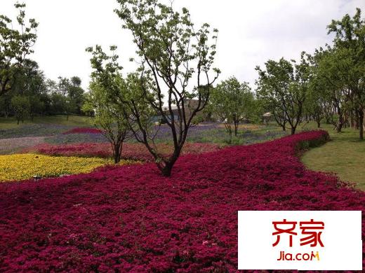 復(fù)地花嶼城九曲花街實景（2013-5）