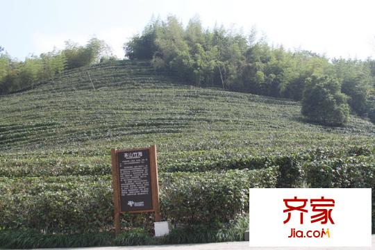香閣華頌實景圖小區(qū)實景茶林(2011.11.10)