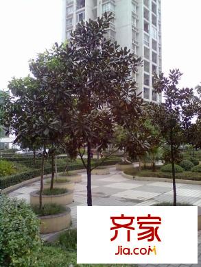 園丁夢苑外景圖 