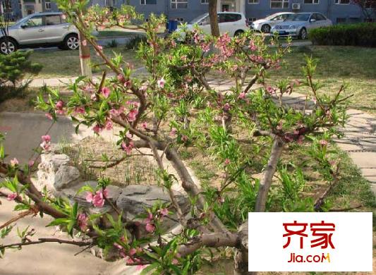 和諧苑外景圖